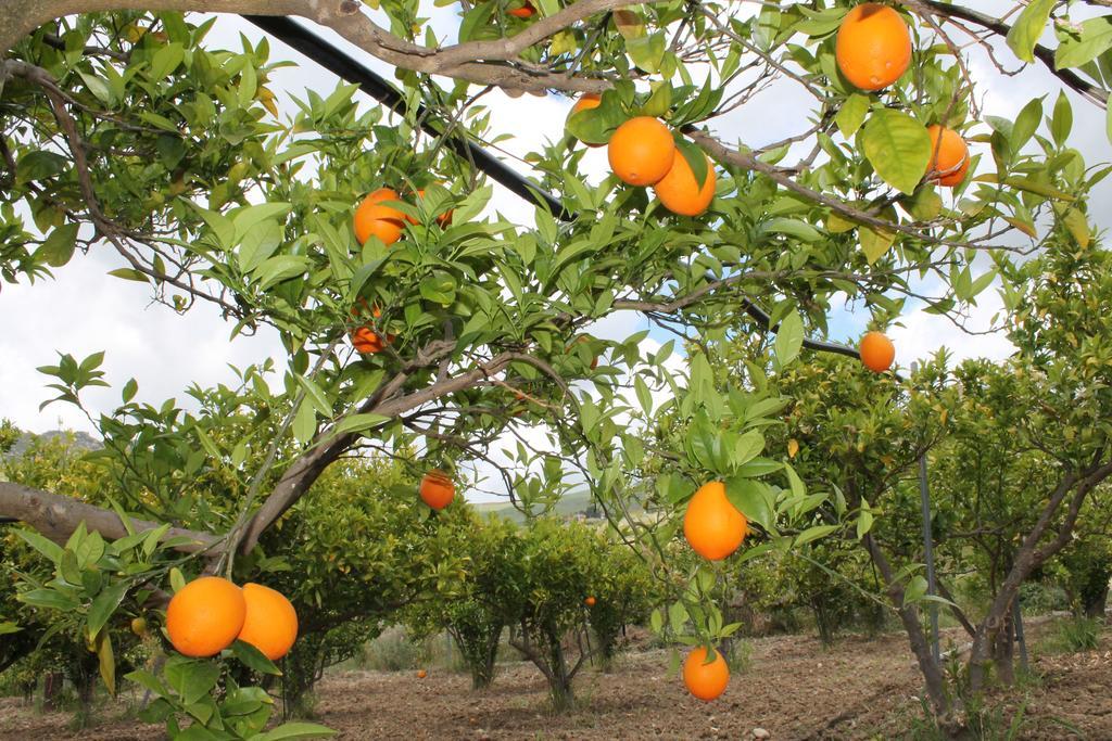 Tenuta Lanza Il Mulino Acquaviva Platani Dış mekan fotoğraf